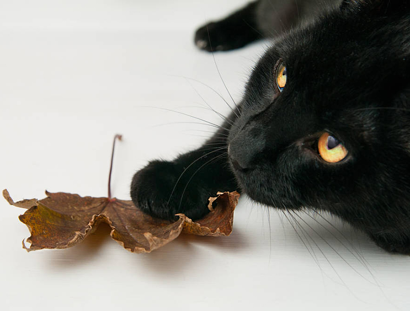 бомбейская кошка