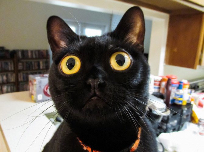 бомбейская кошка