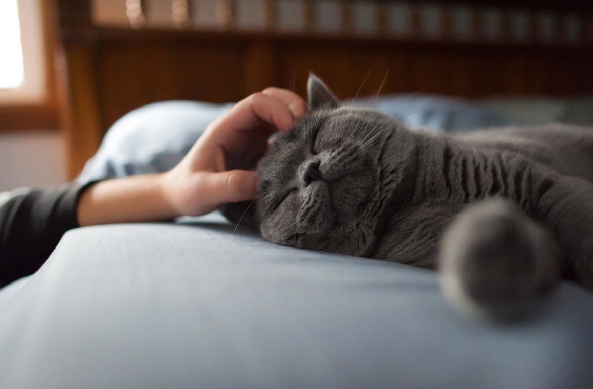 британская короткошерстная кошка