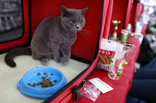 британская короткошерстная кошка