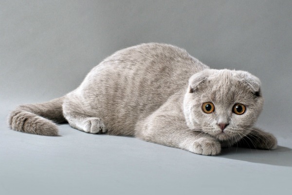 скоттиш-фолд