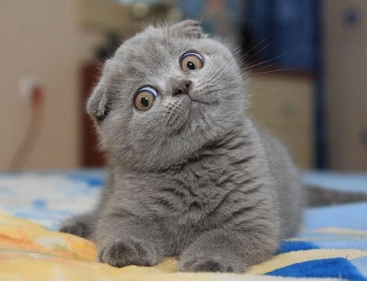 шотландская вислоухая кошка