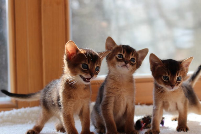 абиссинский котенок