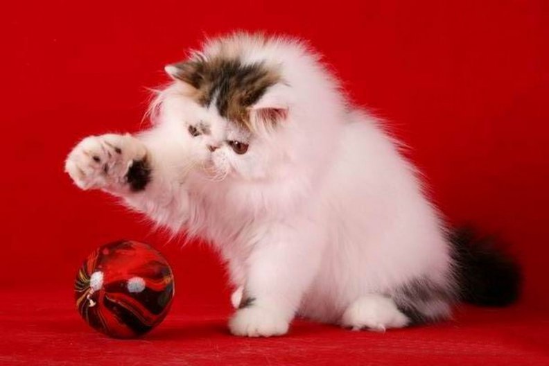 персидская кошка