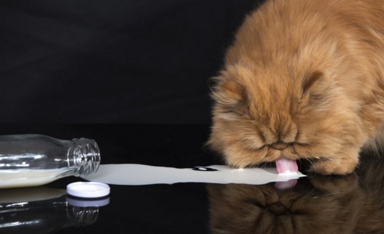 персидская кошка