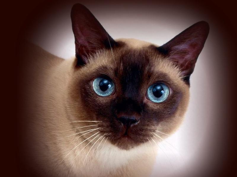 сиамская кошка