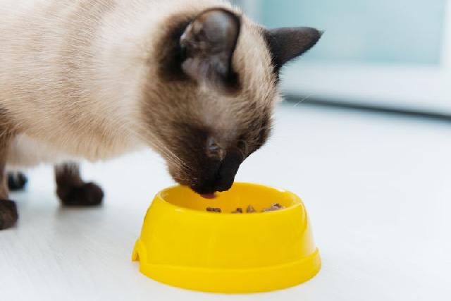 сиамская кошка ест