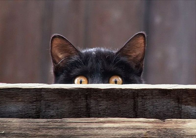 черная кошка