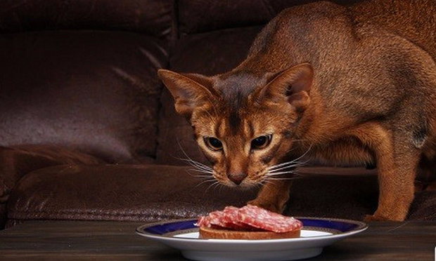 питание абиссинской кошки