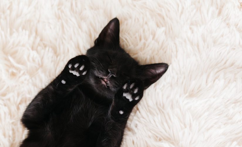 черная кошка спит