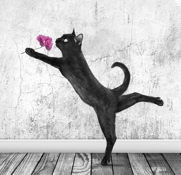 черная кошка позирует