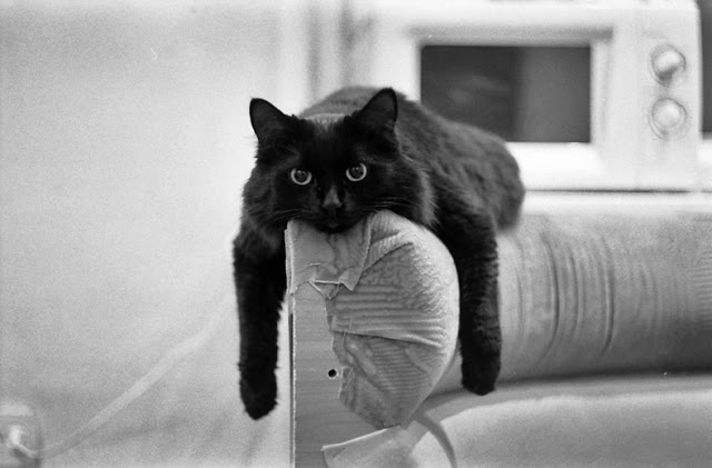 ленивая черная кошка