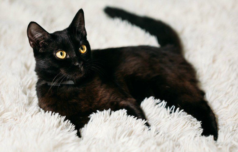 черная кошка встревожена