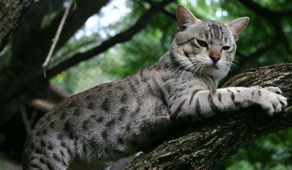 австралийский мист