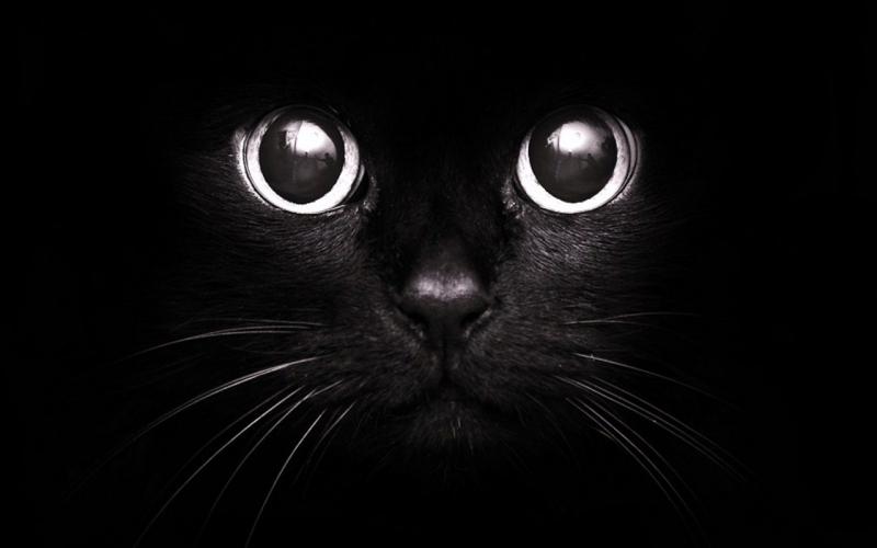 черная кошка взгляд