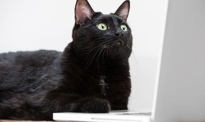 черная кошка с ноутбуком