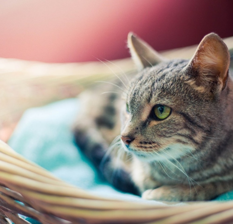 австралийский мист