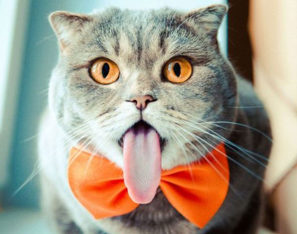 шершавый язык кошки