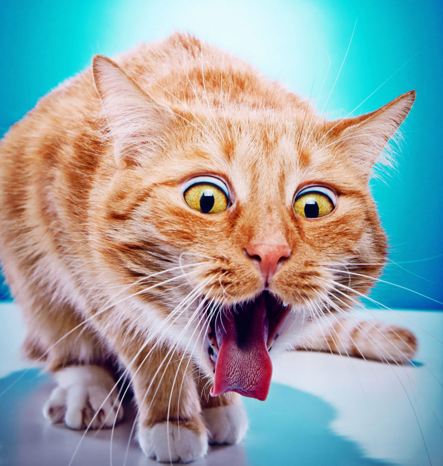 кошка подавилась