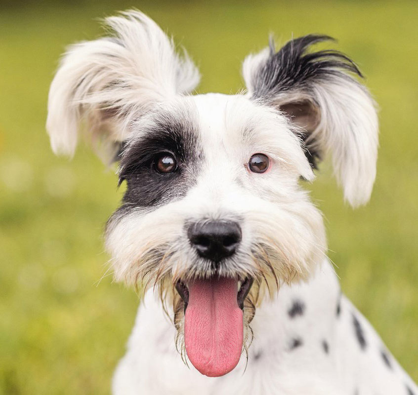 язык собаки