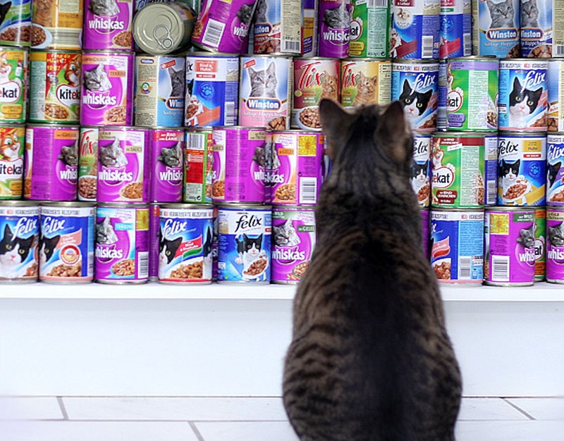корм для кошки