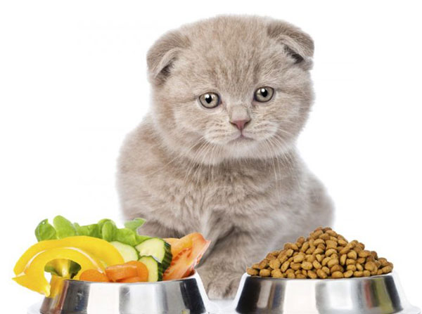 корм для котенка