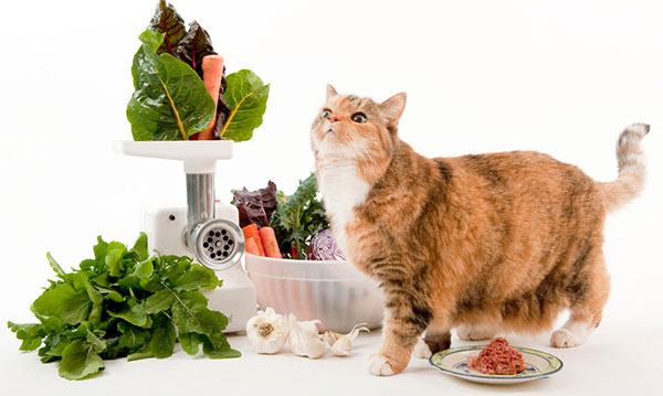 диета кошки