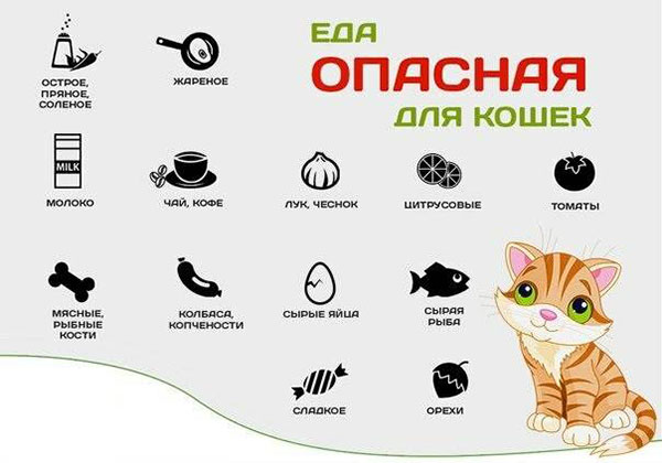 опасная еда для кошек