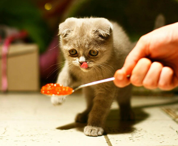 котенок гурман