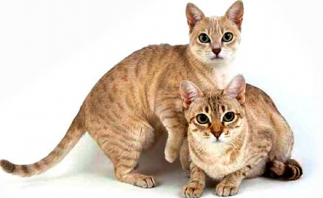 австралийский мист