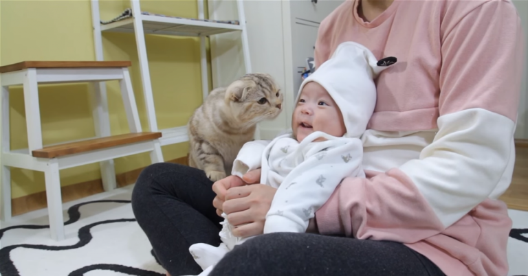 знакомство кошки с малышом