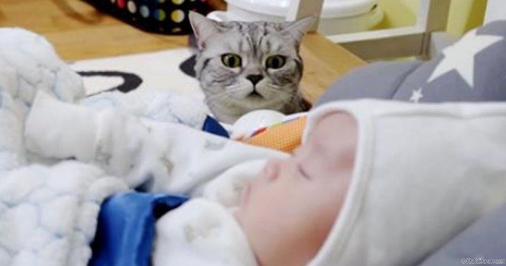 знакомство кошки с ребенком