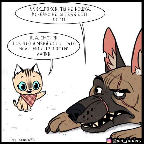 брут и пикси