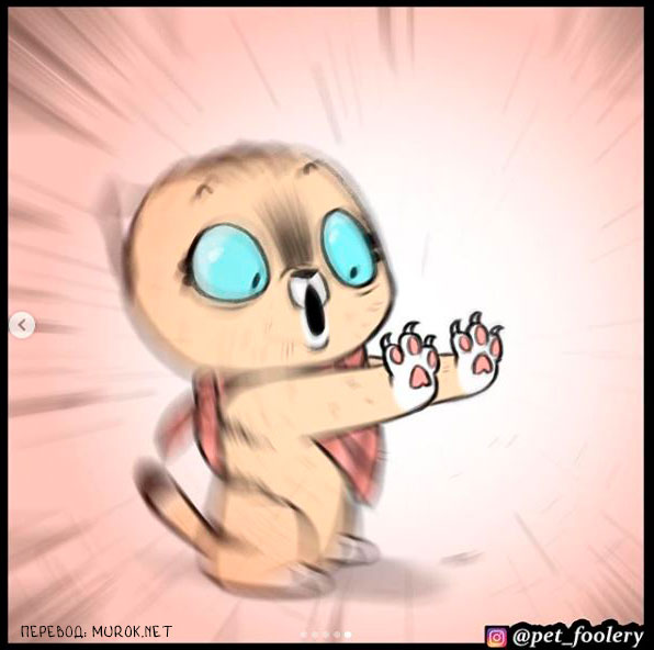 брут и пикси