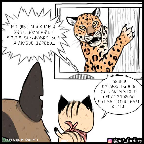 брут и пикси