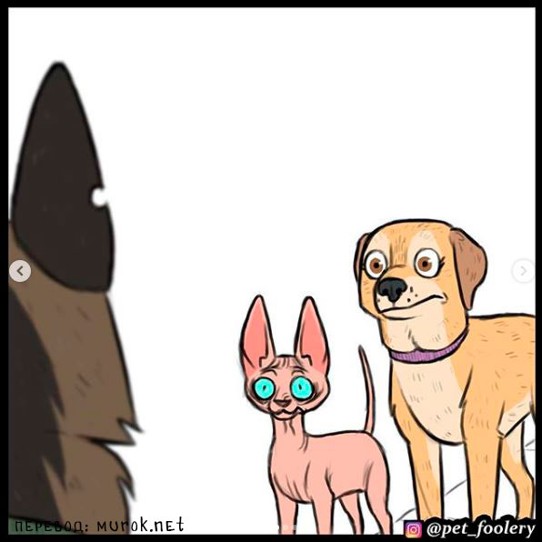 брут и пикси