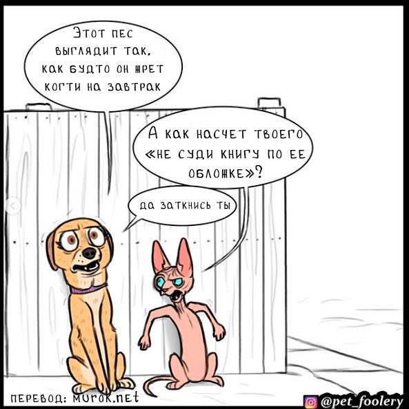 брут и пикси