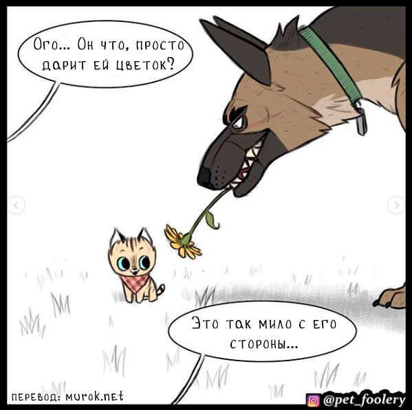 брут и пикси