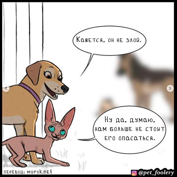 брут и пикси