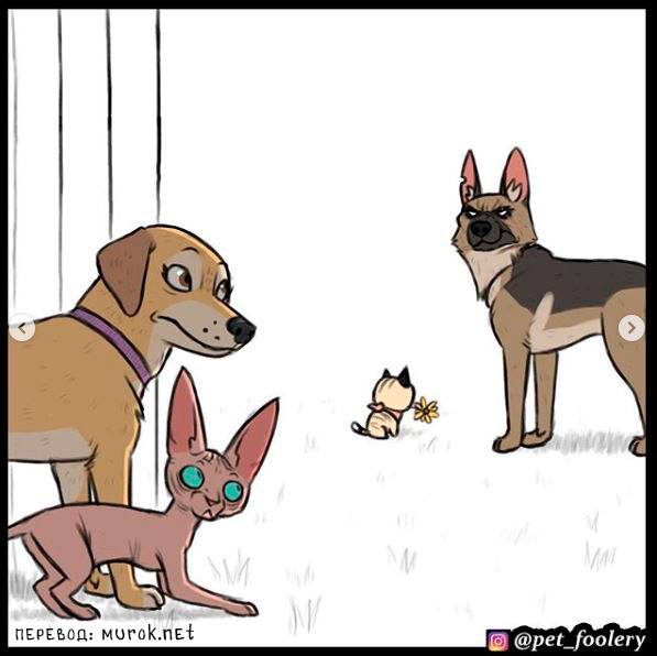 брут и пикси