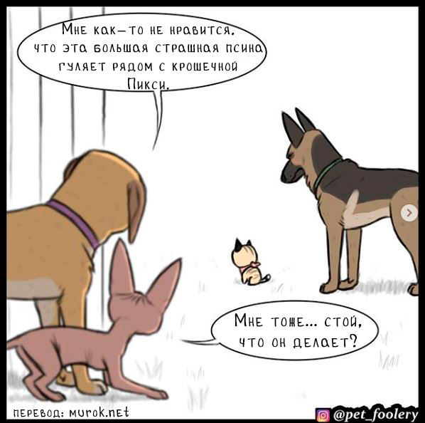 брут и пикси