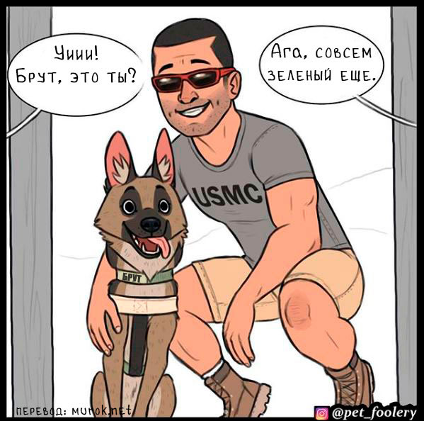 брут и пикси