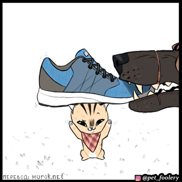 брут и пикси