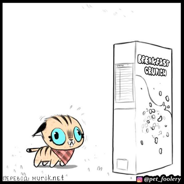 брут и пикси