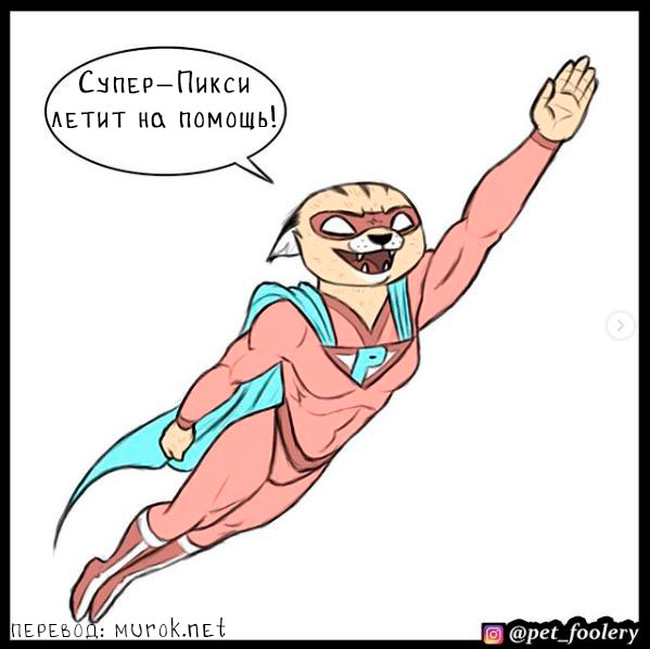 брут и пикси