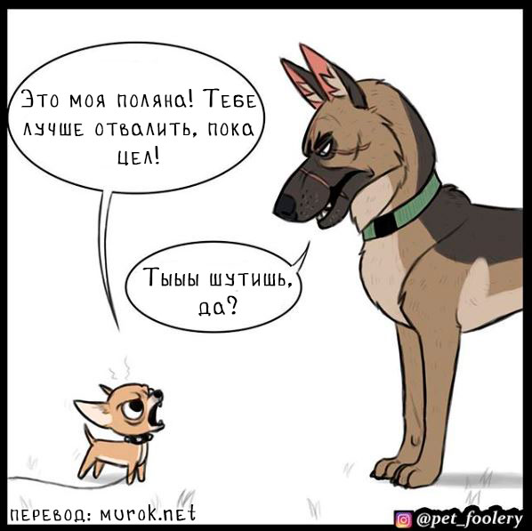 брут и пикси