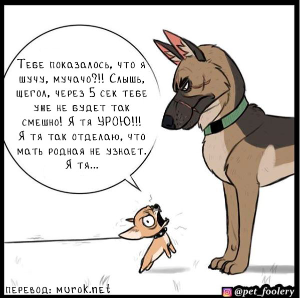 брут и пикси