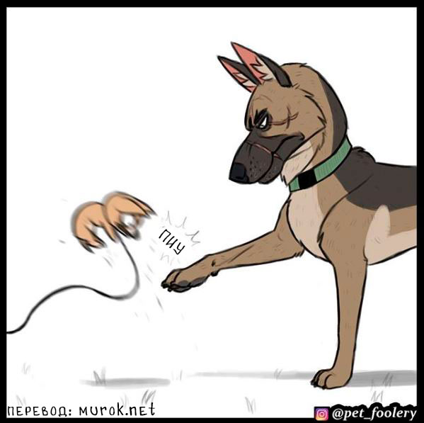 брут и пикси