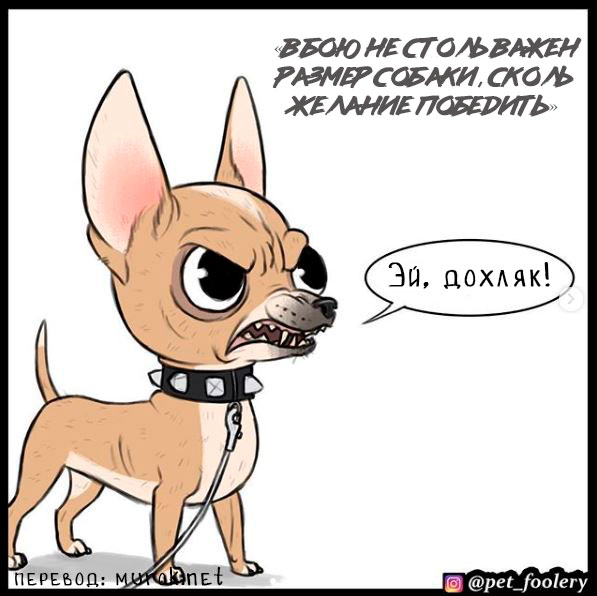 брут и пикси