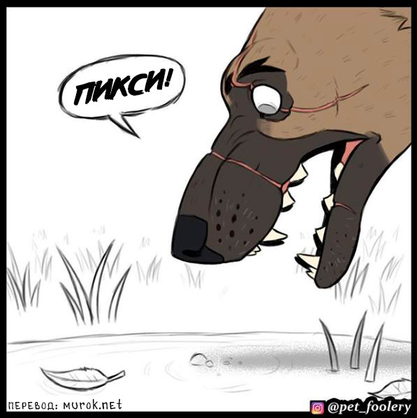 брут и пикси